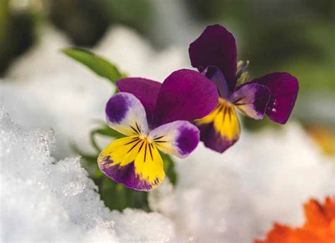 How to Care for Pansy Flowers in Winter | Gardener’s Path