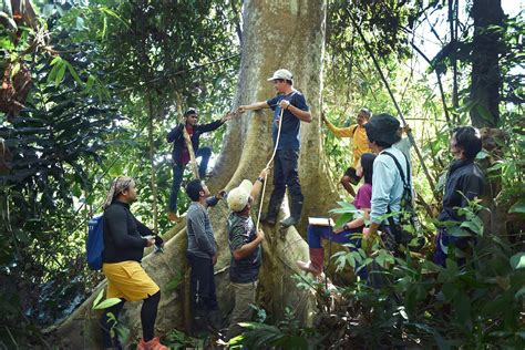 Towering Manggis Trees on Mt. Mantalingahan Sequester Carbon | Global Climate Change