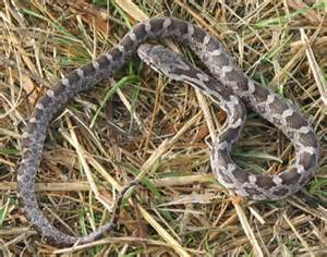 Maryland Snakes (Order Squamata)