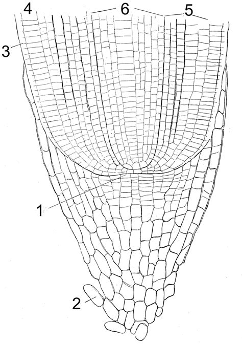 11.1.1: Root Long Section (Zea mays) - Biology LibreTexts