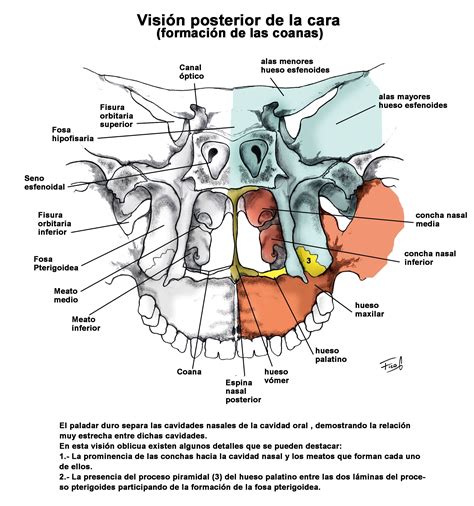 Visión posterior ósea de la cara, coanas | Anatomía, Estomatología, Anatomia y fisiologia humana