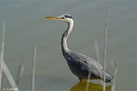 Grey Heron - song / call / voice / sound.