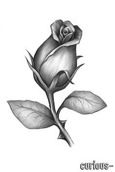 1000+ images about Drawing - Flowers on Pinterest | Rose buds, How to draw and One stroke painting