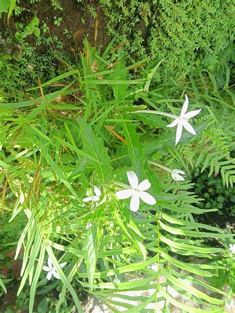 White Flowers Adorn the Indonesian Rainforest Stock Image - Image of indonesian, flowers: 275119221