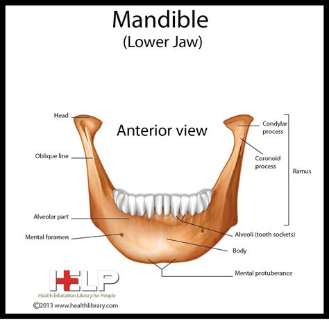 Mandible (Lower Jaw) Dental Assistant Study, Dental Student, Dental School, Dental Hygiene ...