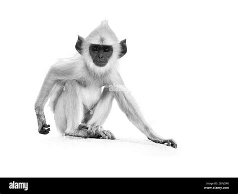 Monkey world attraction Cut Out Stock Images & Pictures - Alamy