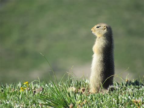 Wildlife of Denali National Park, Part 2 – Wildlife Leadership Academy