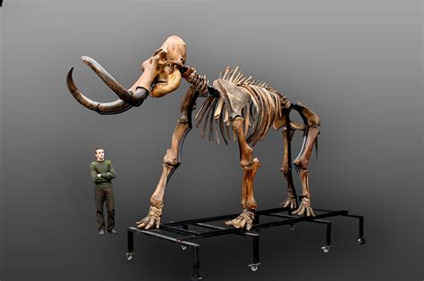 Russian woolly mammoth skeleton (Mammuthus primigenius) photos — PaleoArt.com