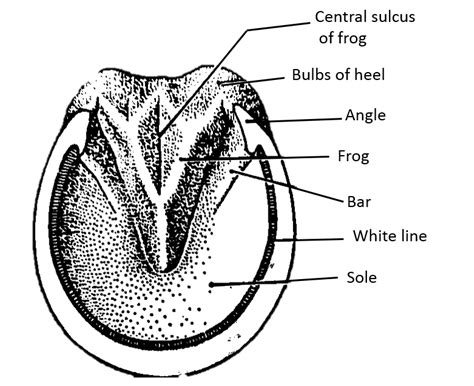 Parts of the hoof | HORSE COURSES ONLINE