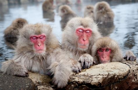 Snow Monkey Facts, Habitat, Diet, Baby, Pictures