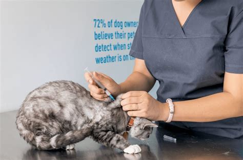 Cat Vaccination – My Vet Animal Hospital