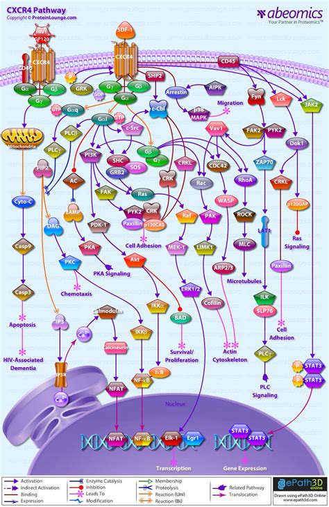 CXCR4 Pathway