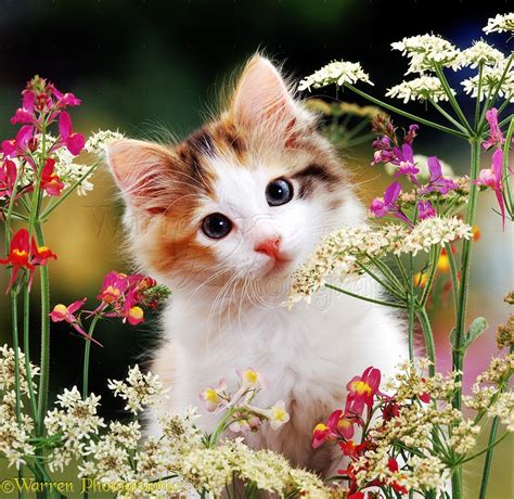 cute gatinhos with flores - rosa blanca de york fotografia (41403359) - fanpop