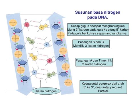 DNA - Substansi Genetika | de Biology