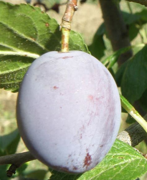 European Plum Trees — Raintree Nursery