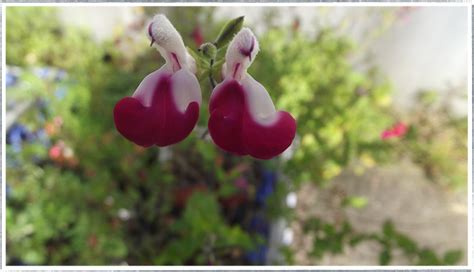 Buy Salvia - Cherry Lips online from £3.80 I HerbalHaven