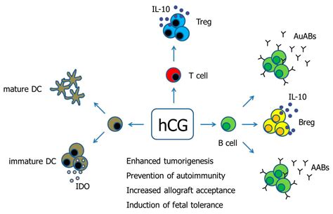 IJMS | Free Full-Text | Human Chorionic Gonadotropin as a Pivotal Endocrine Immune Regulator ...