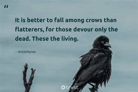 40 Crow Quotes & Sayings About The Misunderstood Birds (2024)