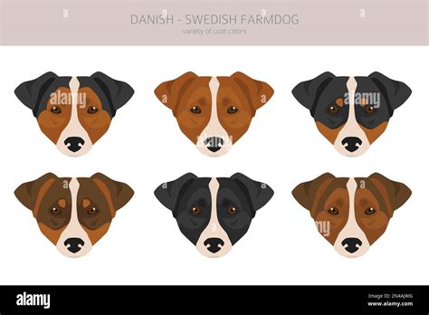 Danish swedish farmdog clipart. Different poses, coat colors set ...