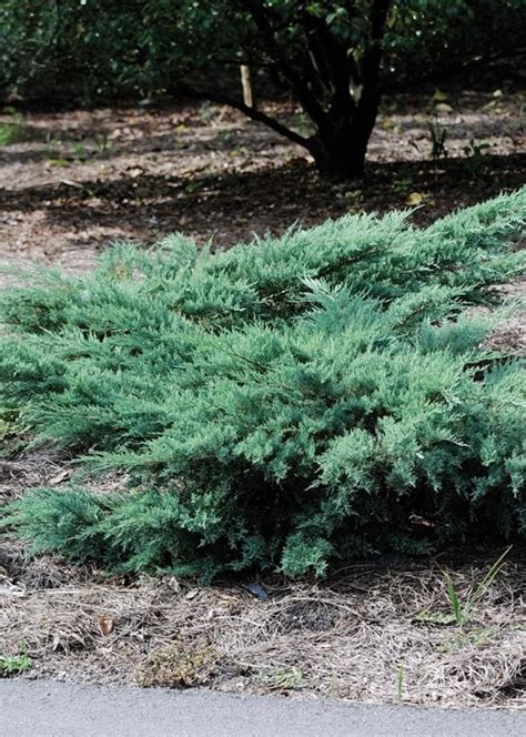 How to Grow & Care for Juniper Shrubs & Trees | Garden Design