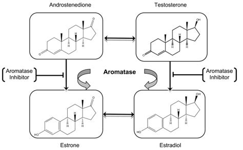 Schematic diagram of the reaction catalyzed by aromatase enzyme ...