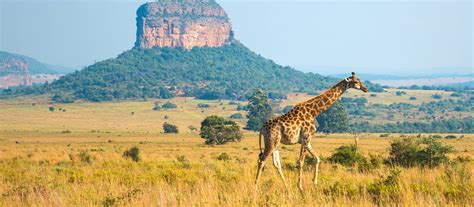 Entabeni Tours & South Africa Trips | Enchanting Travels