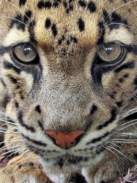 Clouded Leopard - Note the elliptical pupils, unlike the African leopard, which has round pupils ...