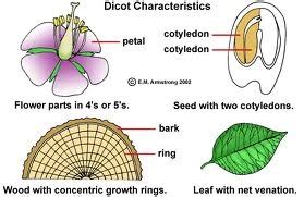 Anatomy of Dicotyledonous and Monocotyledonous Plants: Monocot, Dicot