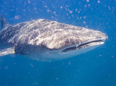 File:Whale shark tofo mozambique 2007.jpg - Wikipedia