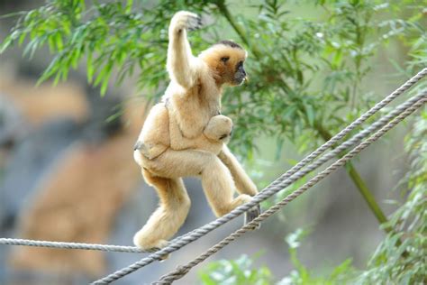 What is a gibbon? — Gibbon SSP