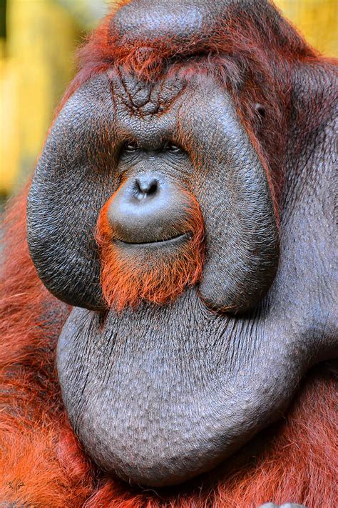 Bornean Orangutan IV Photograph by Lourry Legarde | Pixels