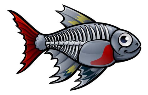 X Ray Technician Clipart Fish