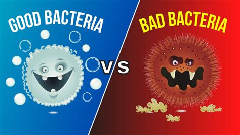 Good Bacteria and Bad Bacteria - YouTube