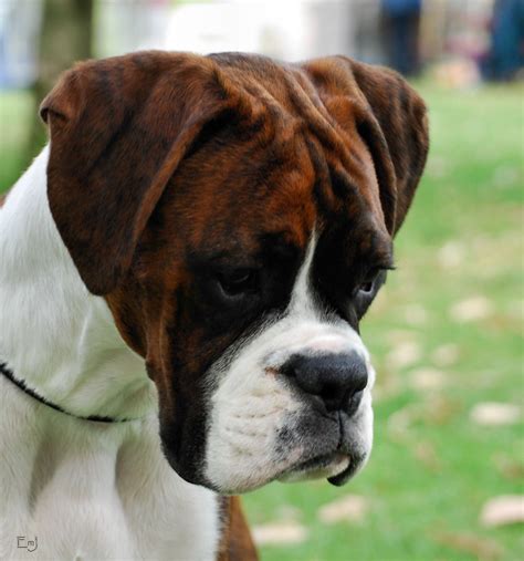 The Dog hd Wallpapers: Sad Boxer Dog hd wallpaper