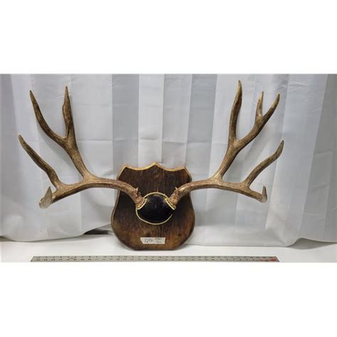 Mounted Mule Deer Antlers - Schmalz Auctions