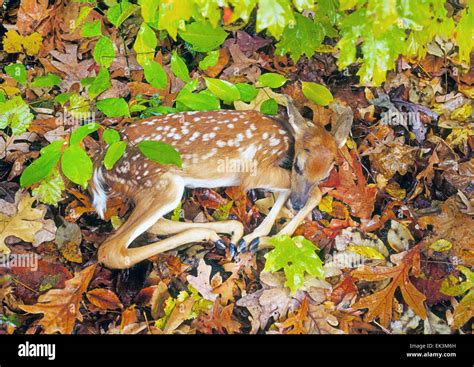 Baby deer sleeping hi-res stock photography and images - Alamy