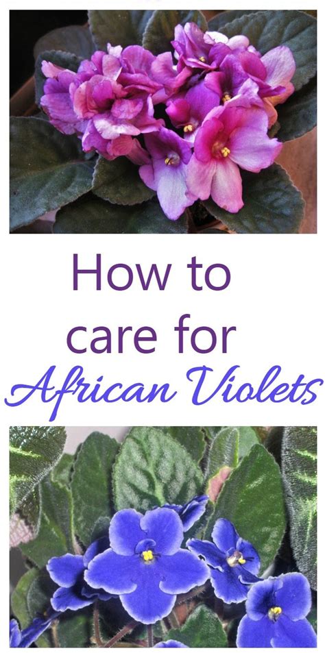 African Violets - Tips for this Popular Indoor Flowering Plant