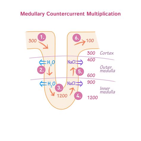 Physiology Glossary: Corticopapillary Osmotic Gradient | ditki medical & biological sciences