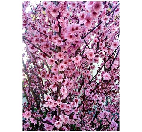 Prunus Blireana - Flowering Plum 230mm Bagged