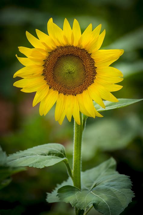 Sunflower Free Stock Photo - Public Domain Pictures
