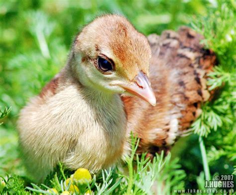 Baby Peacock | Fakecactus | Peafowl, Baby chicks raising, Pet birds