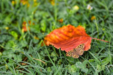 Autumn butterfly | In the garden | Rosana | Flickr