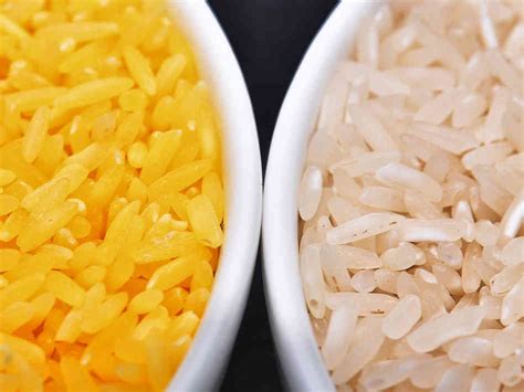 GMO Golden Rice: Miracle or Menace? Top Activists Speak Out | Wake Up World