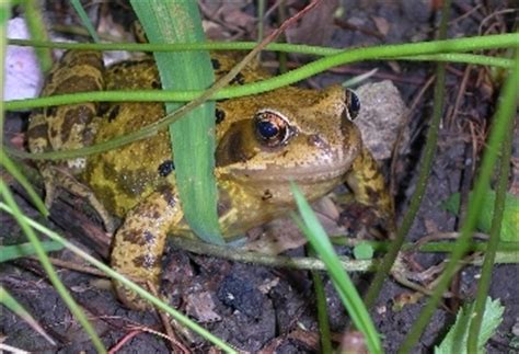 Common Frog (Rana temporaria) - Freshwater Habitats TrustFreshwater Habitats Trust