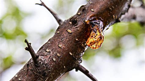 How to clean up Christmas tree sap and pine resin | Homes & Gardens