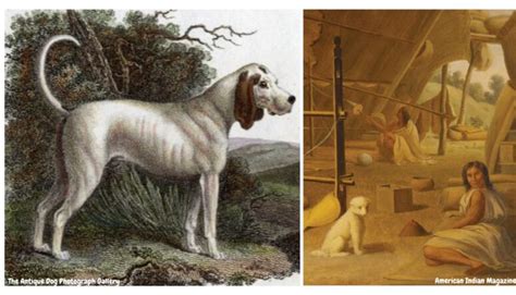 The Mysterious Disappearance of the World's Oldest Dog Breeds - Rocky Kanaka