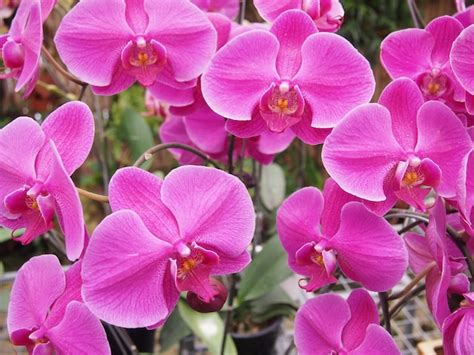 Premium Photo | Pink orchid flower plants