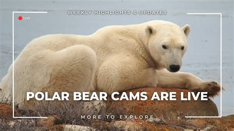 Polar Bear Cams are Live | More to Explore - YouTube