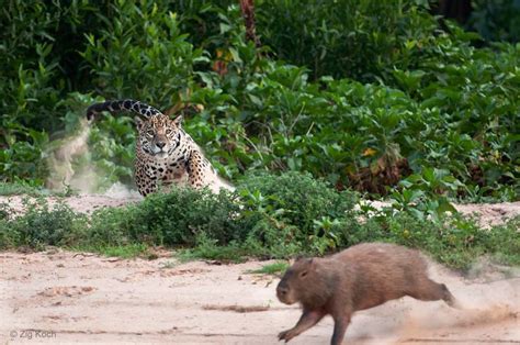 Jaguar chasing capybara