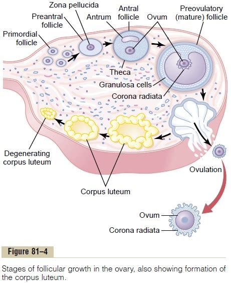 Mature follicle size at ovulation – Telegraph